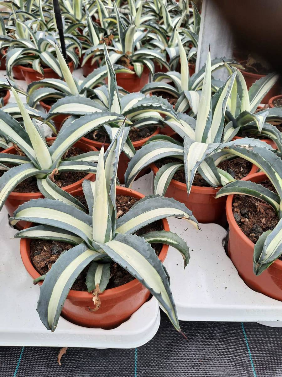 Agave Americana Mediopicta Alba Sukulenty Agave Kaktusy