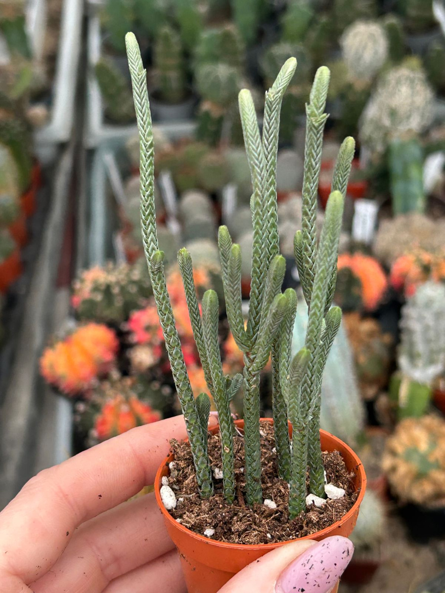 Crassula Lycopodioides Harmony Succulents Crassula Kaktusy