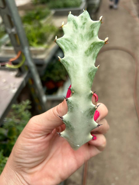 Euphorbia lactea 'White Ghost' | Succulents \ Euphorbia | Kaktusy ...