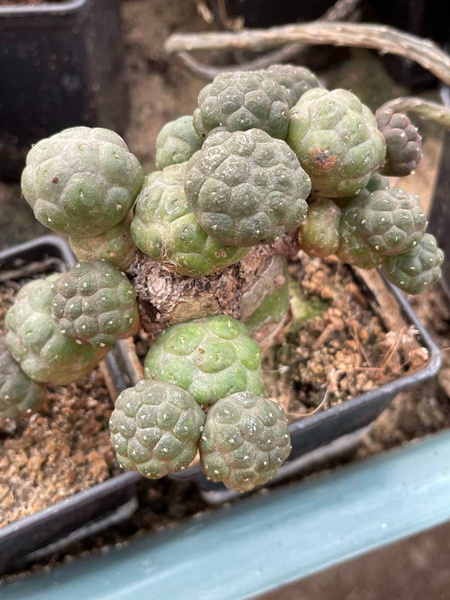 Puna bonnieae | Cactuses \ Puna | Kaktusy, sukulenty i inne rośliny