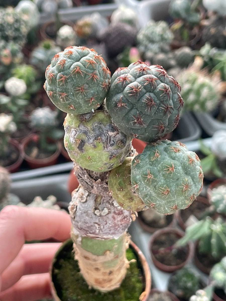 Puna bonnieae &lsquo;Inermis&rsquo; | Cactuses \ Puna | Kaktusy, sukulenty i inne