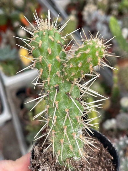 Cylindropuntia bigelovii | Cactuses \ Cylindropuntia | Kaktusy ...