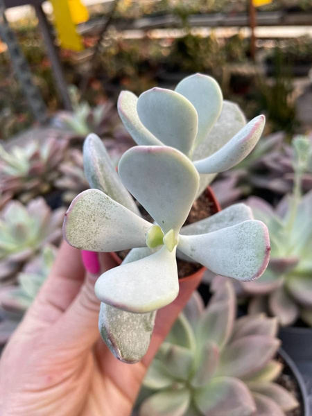 Cotyledon orbiculata 'Silver Peak' | Succulents \ Cotyledon | Kaktusy ...