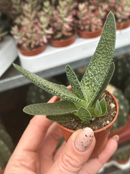 Gasteria gracilis