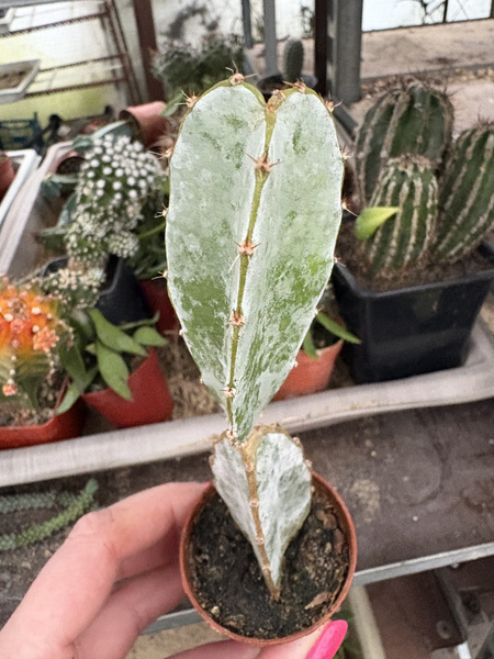 Hylocereus ocamponis
