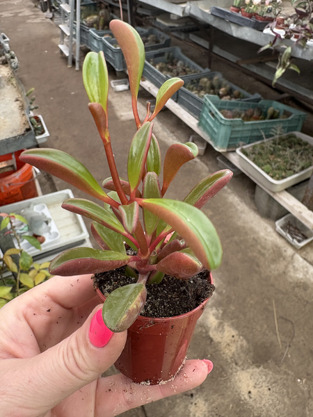 PEPEROMIA GRAVEOL v.RUBY GLOW