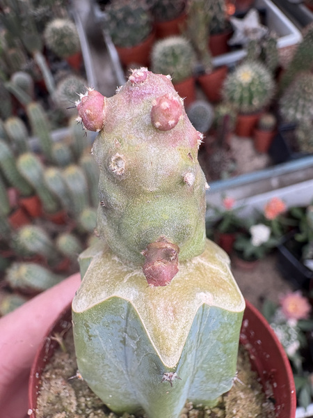 Tephrocactus geometricus 'Monstruosa' NEW