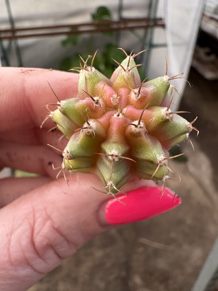 Gymnocalycium mihanovichii SPECJALNY KOLOR