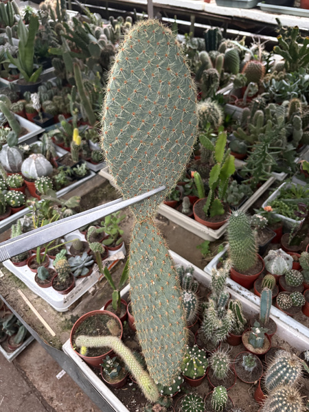 Opuntia scherii