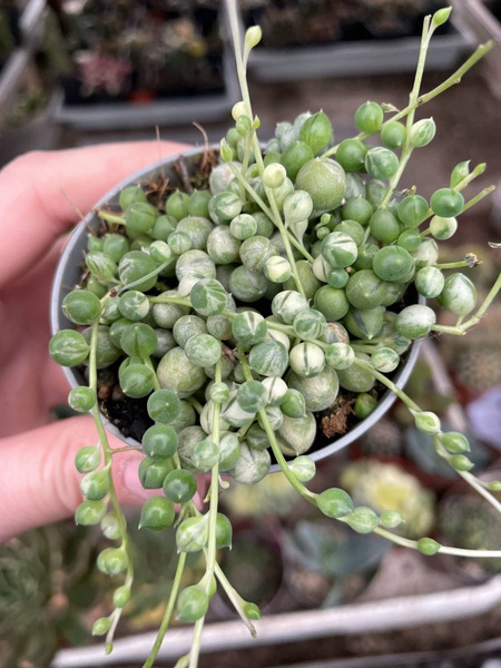 Senecio rowleyanus 'Variegata'