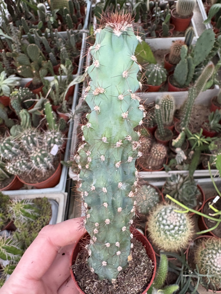 Cereus peruvianus 'Monstruosus' RED SPINES