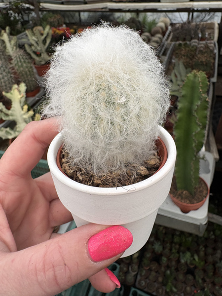 Pseudoespostoa melanostele