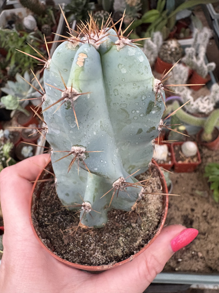 Cereus peruvianus 'Monstruosa Pałczak peruwiański