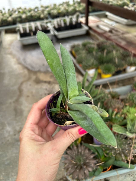 Gasteria glomerata