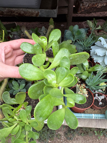 Senecio jacobsenii ZWISAJĄCE