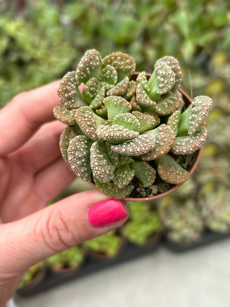 Titanopsis calcarea