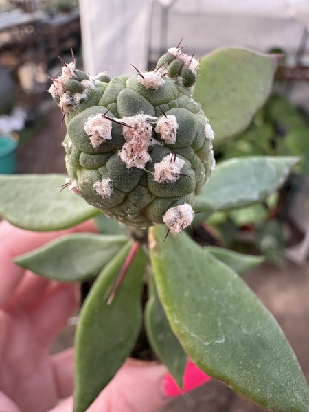 Astrophytum asterias 'Muscle'