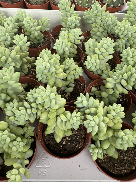 Sedum morganianum 'Burrito'
