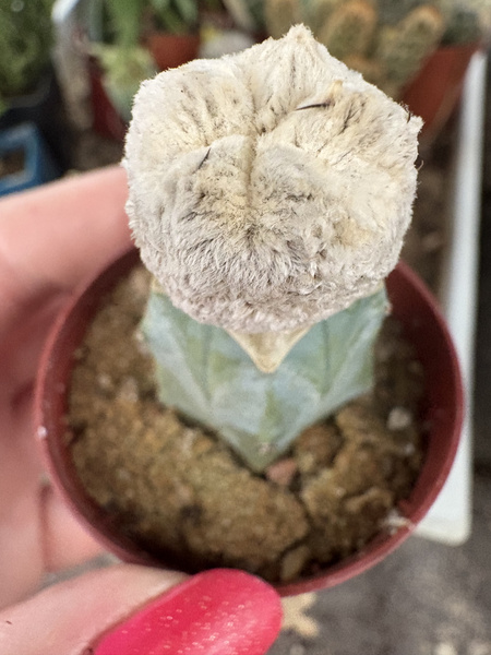 Astrophytum myriostigma 'Blind'
