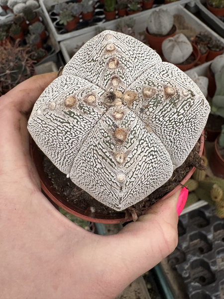 Astrophytum myriostigma 'Onzuko Ball Quadricostatum'