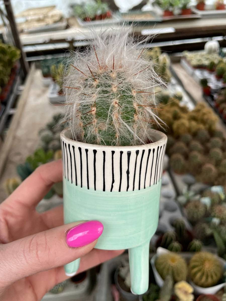 Oreocereus celsianus