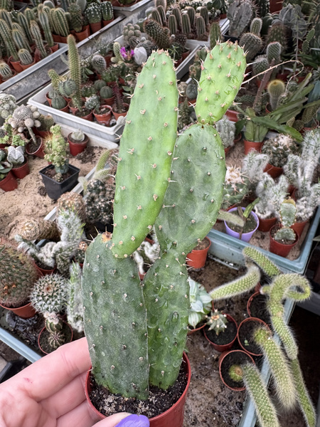 Opuntia tomentosa (Woollyjoint Prickly Pear)