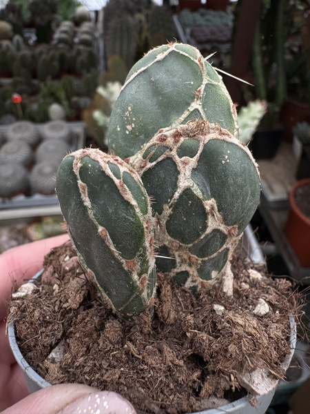 Opuntia ficus-indica 'Reticulata' COBRA SELECTED