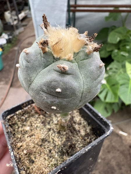 Lophophora alberto-vojtechii