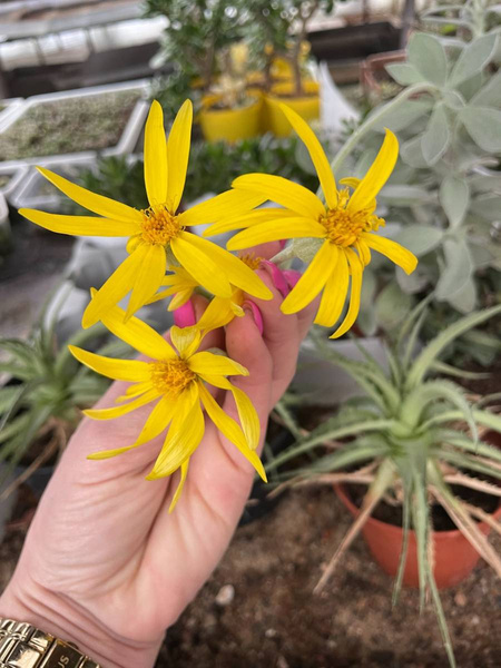 Senecio medley-woodii