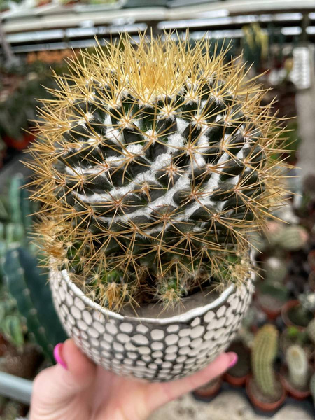 Mammillaria nivosa