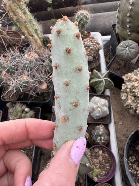 Opuntia basilaris v. brachyclada