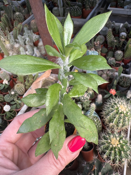 Pereskiopsis kellermanii