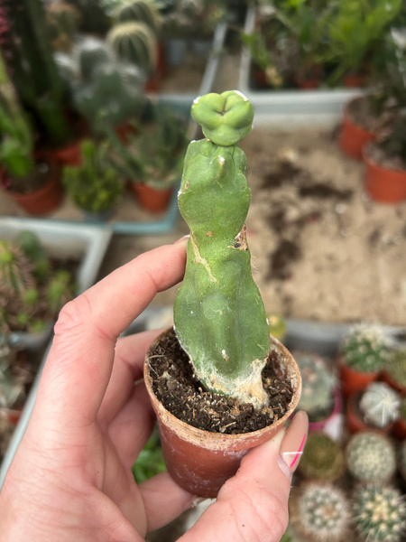 Lophocereus schottii var.micleyanus