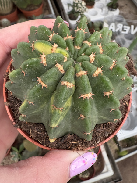 Echinopsis oxygona 'Variegata'