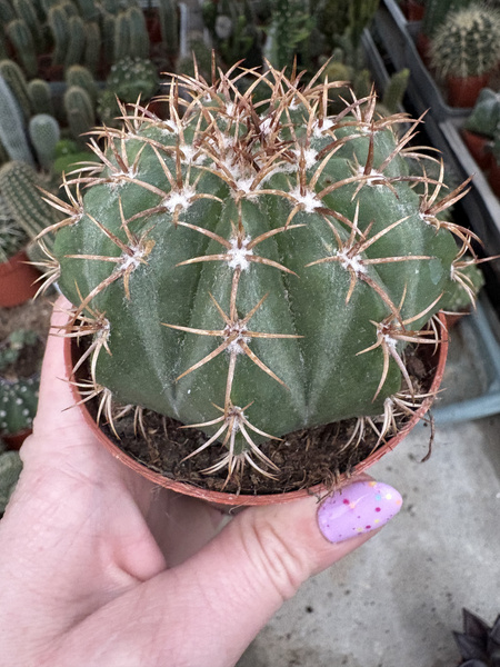 Melocactus matanzanus siewka