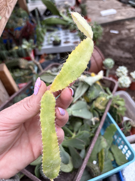 Hylocereus trigonus 'Variegata'