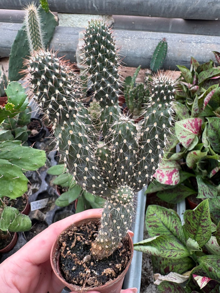 Opuntia fulgida 'Monstruosa'