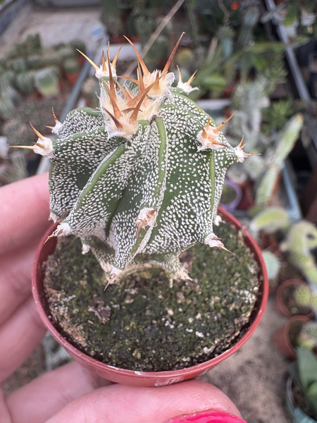 Astrophytum ornatum BELLA