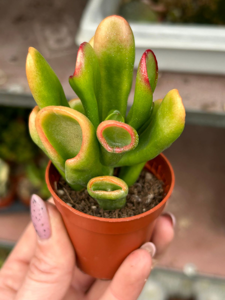 Crassula ovata 'Red Hoorn Tree' Grubosz