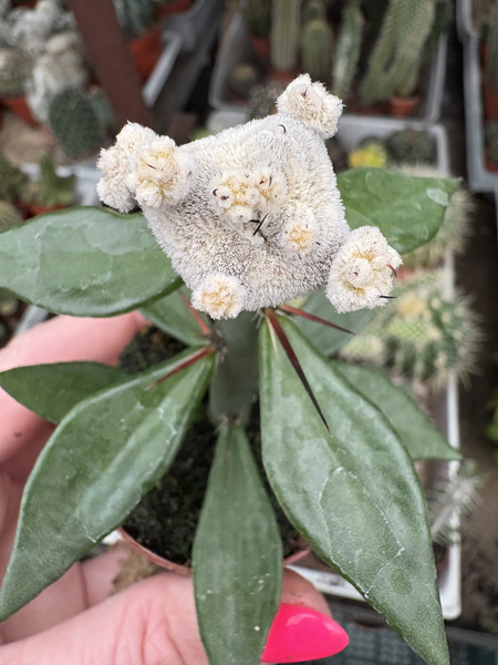 Astrophytum myriostigma 'Onzuko Maxi Snow'