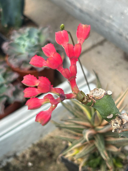 Monadenium coccineum