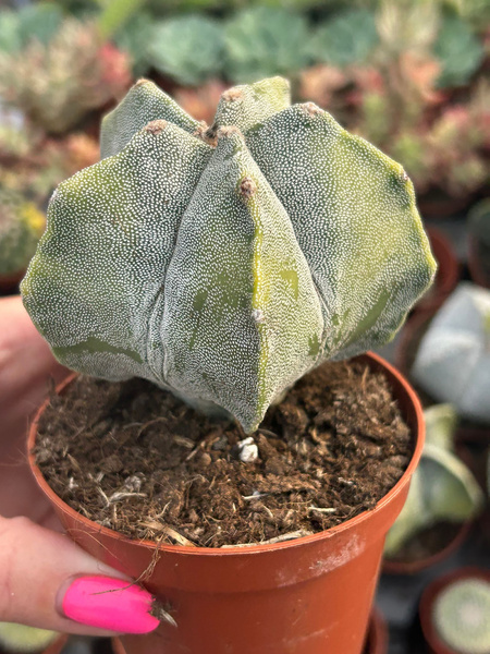 Astrophytum myriostigma 'Variegata'