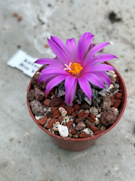 Ariocarpus kotshopubeyanus sladkovskii Rio Verde