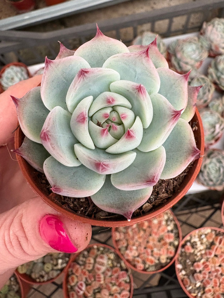 Echeveria parva 'Lindsayana'