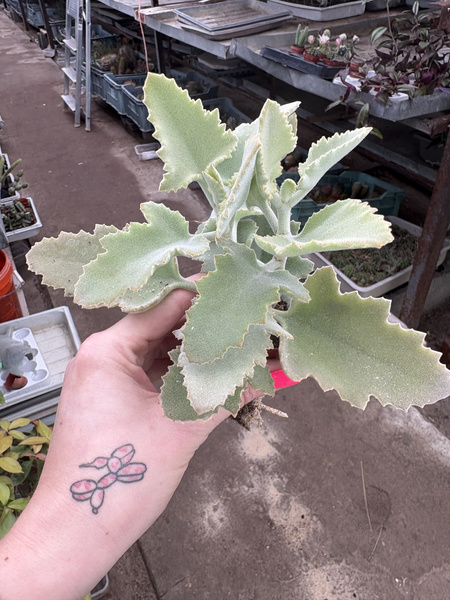 Kalanchoe beharensis