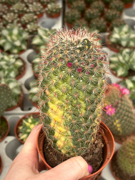 Mammillaria spinosissima 'Variegata'