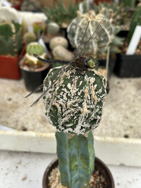 Astrophytum myriostigma "CV Fukuryu FireworksX Banjaku