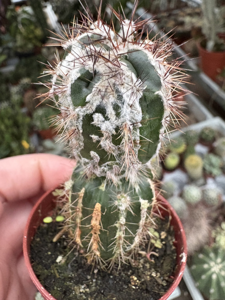 Echinopsis multiplex 'Haku Jo'