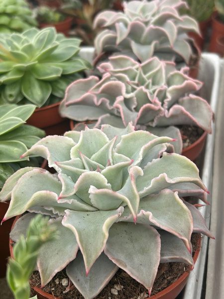 Echeveria madiba 'Pink Lips'