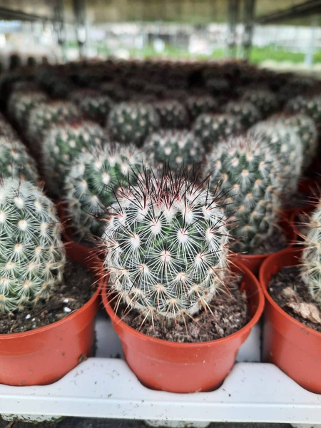 Mammillaria microhelia